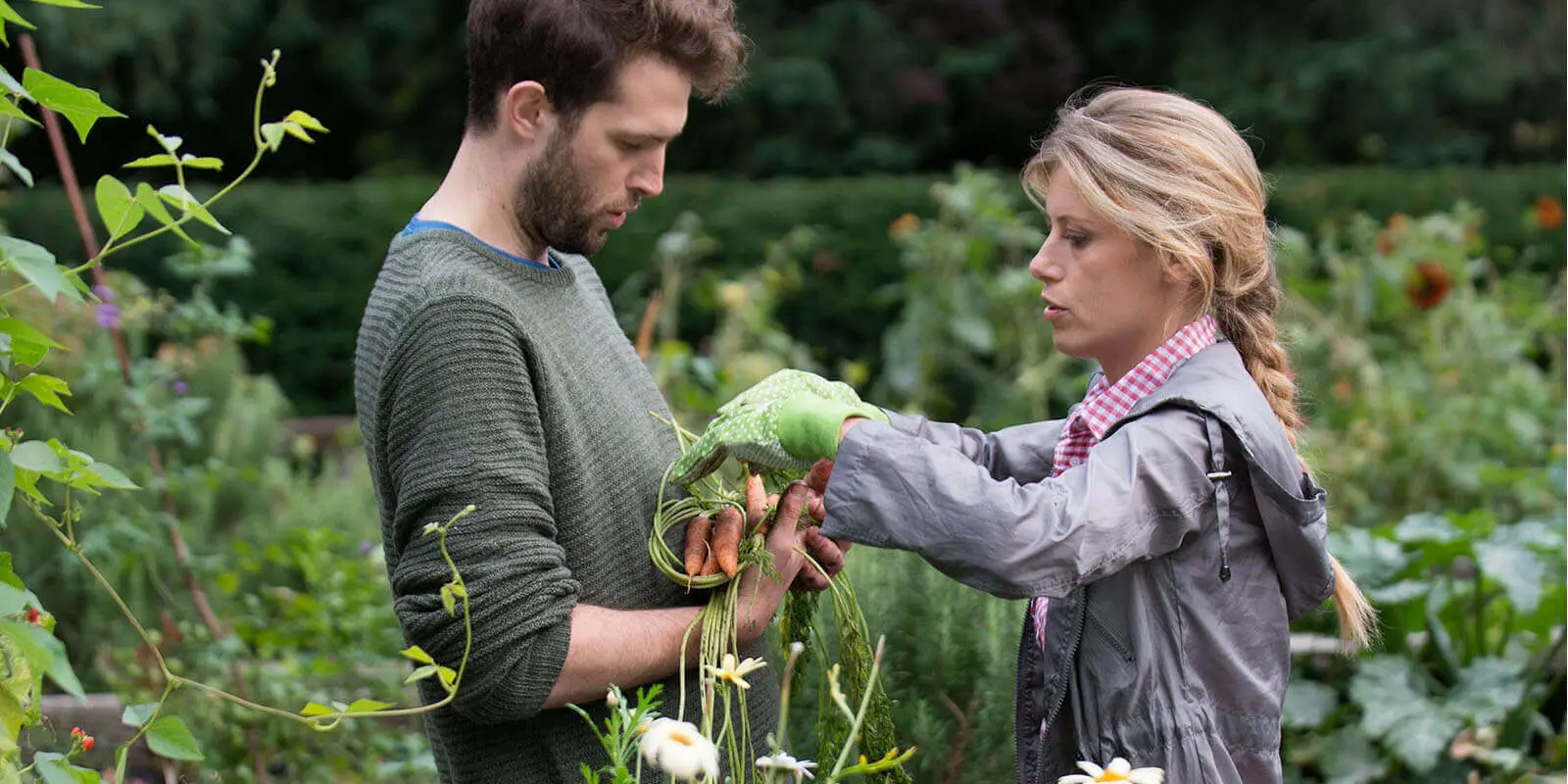 Man and woman collecting carrots